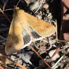 Helicoverpa punctigera (Native Budworm) at Bungendore, NSW - 10 Nov 2024 by clarehoneydove