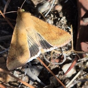 Helicoverpa punctigera at Bungendore, NSW - 10 Nov 2024