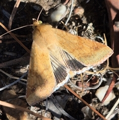 Helicoverpa punctigera at Bungendore, NSW - suppressed