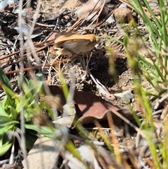 Helicoverpa punctigera at Bungendore, NSW - suppressed