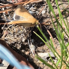 Helicoverpa punctigera at Bungendore, NSW - 10 Nov 2024