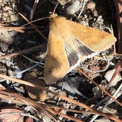 Helicoverpa punctigera at Bungendore, NSW - 10 Nov 2024