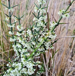 Discaria pubescens at Rendezvous Creek, ACT - 9 Nov 2024 04:48 PM