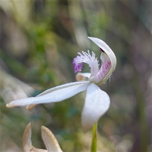 Caladenia ustulata at Gundary, NSW - suppressed