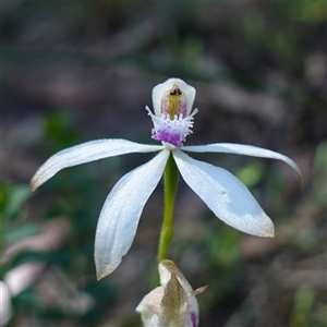 Caladenia ustulata at Gundary, NSW - suppressed