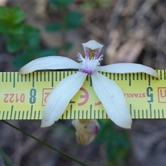 Caladenia ustulata at Gundary, NSW - suppressed