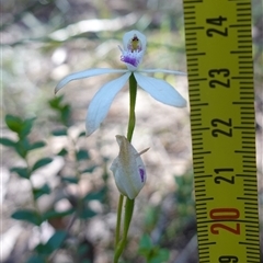 Caladenia ustulata at Gundary, NSW - suppressed