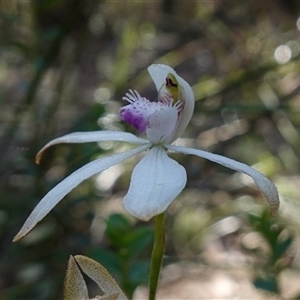 Caladenia ustulata at Gundary, NSW - suppressed