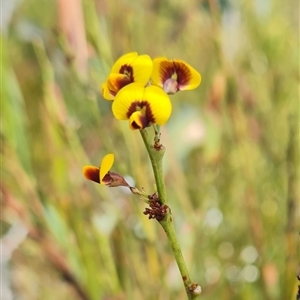 Daviesia mimosoides at Rendezvous Creek, ACT - 9 Nov 2024 03:20 PM