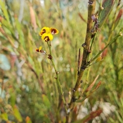 Daviesia mimosoides at Rendezvous Creek, ACT - 9 Nov 2024 03:20 PM