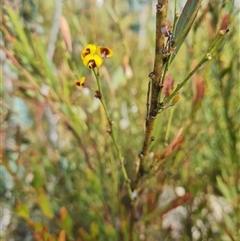 Daviesia mimosoides at Rendezvous Creek, ACT - 9 Nov 2024 03:20 PM