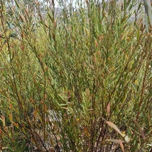 Daviesia mimosoides at Rendezvous Creek, ACT - 9 Nov 2024