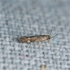 Aproaerema simplexella & isoscelixantha (Australian Soybean Moth (A. simplexella)) at Harrison, ACT - 9 Nov 2024 by DPRees125