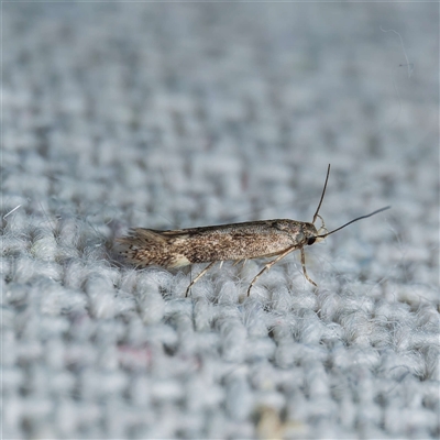 Aproaerema simplexella & isoscelixantha (Australian Soybean Moth (A. simplexella)) at Harrison, ACT - 9 Nov 2024 by DPRees125