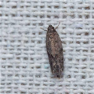 Ardozyga anthracina at Harrison, ACT - 9 Nov 2024 09:46 PM