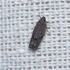 Ardozyga anthracina at Harrison, ACT - 9 Nov 2024 09:46 PM