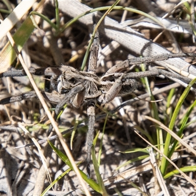Tasmanicosa sp. (genus) (Tasmanicosa wolf spider) at Mount Clear, ACT - 8 Nov 2024 by SWishart