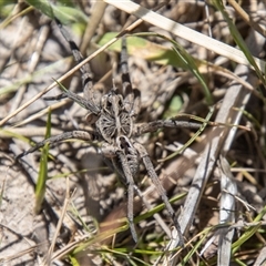 Tasmanicosa sp. (genus) at Mount Clear, ACT - 8 Nov 2024