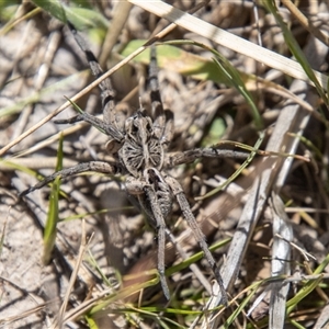 Tasmanicosa sp. (genus) at Mount Clear, ACT - 8 Nov 2024 01:15 PM