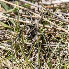 Tasmanicosa sp. (genus) at Mount Clear, ACT - 8 Nov 2024