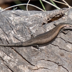 Pseudemoia entrecasteauxii (Woodland Tussock-skink) at Mount Clear, ACT - 8 Nov 2024 by SWishart