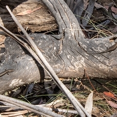 Pseudemoia entrecasteauxii at Mount Clear, ACT - 8 Nov 2024