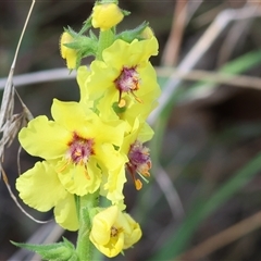 Verbascum sp. at West Wodonga, VIC - 9 Nov 2024 by KylieWaldon