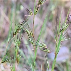 Themeda triandra at West Wodonga, VIC - 9 Nov 2024 by KylieWaldon