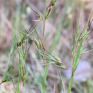 Themeda triandra at West Wodonga, VIC by KylieWaldon