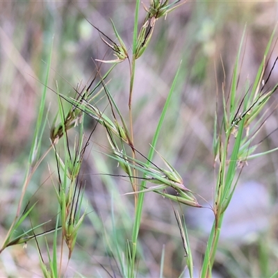 Themeda triandra (Kangaroo Grass) at West Wodonga, VIC - 10 Nov 2024 by KylieWaldon