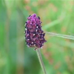 Unidentified Other Wildflower or Herb at West Wodonga, VIC - 9 Nov 2024 by KylieWaldon