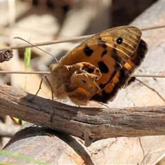 Heteronympha merope (Common Brown Butterfly) at West Wodonga, VIC - 10 Nov 2024 by KylieWaldon