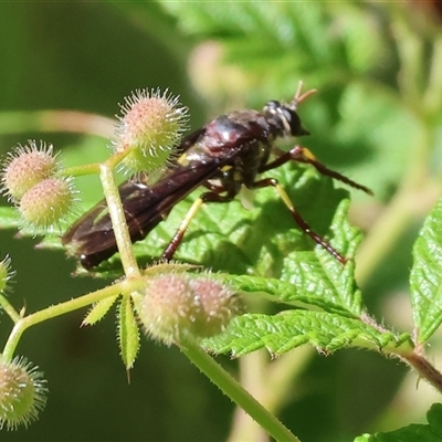 Daptolestes sp. (genus) (Robber Fly) at West Wodonga, VIC - 10 Nov 2024 by KylieWaldon