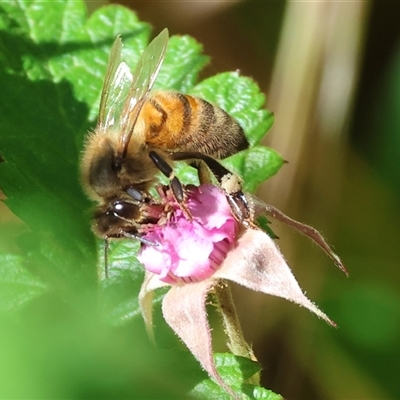 Apis mellifera (European honey bee) at West Wodonga, VIC - 10 Nov 2024 by KylieWaldon