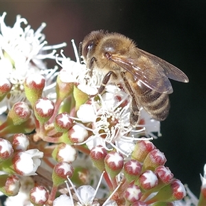 Unidentified Bee (Hymenoptera, Apiformes) at West Wodonga, VIC by KylieWaldon