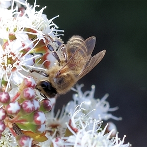 Apis mellifera at West Wodonga, VIC - 10 Nov 2024 08:56 AM