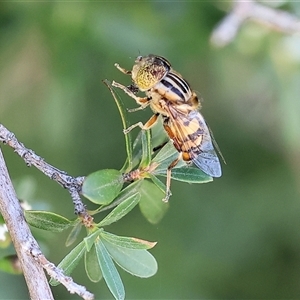 Eristalinus punctulatus at West Wodonga, VIC - 10 Nov 2024 08:55 AM