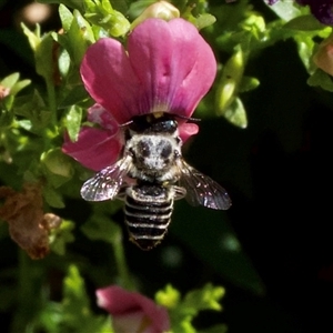 Megachile (Eutricharaea) serricauda at Murrumbateman, NSW - suppressed