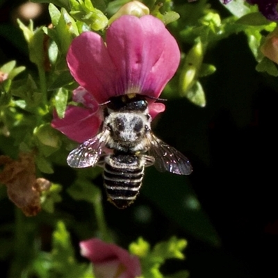 Megachile (Eutricharaea) serricauda (Leafcutter bee, Megachilid bee) at Murrumbateman, NSW - 10 Nov 2024 by amiessmacro