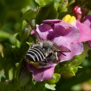 Megachile (Eutricharaea) serricauda at Murrumbateman, NSW - suppressed