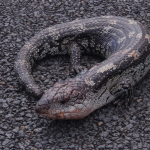 Tiliqua nigrolutea at Kambah, ACT - 10 Nov 2024