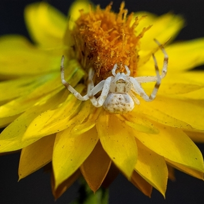 Zygometis xanthogaster (Crab spider or Flower spider) at Acton, ACT - 10 Nov 2024 by Sarah2019