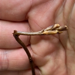 Gastrodia sp. (Potato Orchid) at Jerrabomberra, NSW - 25 Oct 2024 by SteveBorkowskis