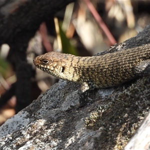 Egernia cunninghami at Kambah, ACT - 9 Nov 2024 02:56 PM