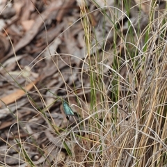 Pollanisus (genus) at Burra, NSW - 10 Nov 2024 09:41 AM