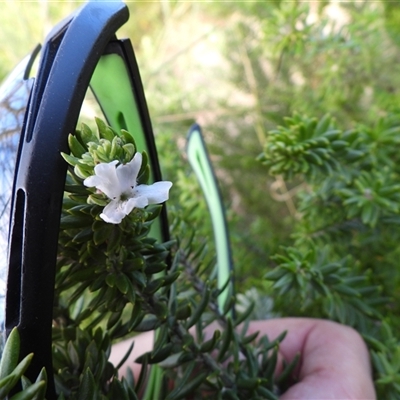 Westringia fruticosa (Native Rosemary) at Malua Bay, NSW - 2 Nov 2024 by DavidDedenczuk