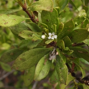 Myoporum boninense subsp. australe at Malua Bay, NSW - 2 Nov 2024