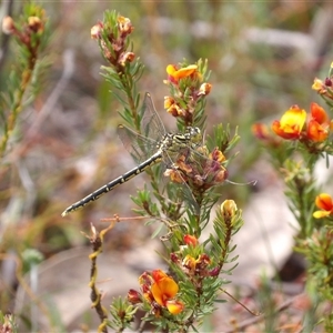 Austrogomphus guerini at Bombay, NSW - 10 Nov 2024