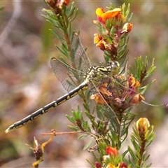 Austrogomphus guerini at Bombay, NSW - 10 Nov 2024