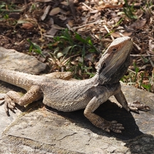 Pogona barbata at Campbell, ACT - 10 Nov 2024